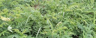 苦参的种植效益，目前种植一般可获得可观的利润