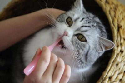 猫咪掉牙齿的原因,可能是正值换牙期或患有牙周炎