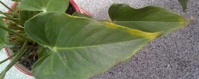 粉掌的叶片为什么发黄以及如何处理,可能是水分过多、光照不足等因素所导致