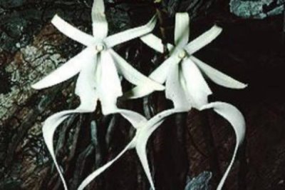 我国珍贵兰花品种介绍,常见以下十种