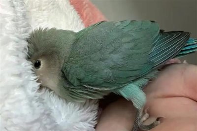 判断鹦鹉身上有虫的方式，常表现为羽毛杂乱且精神紧张