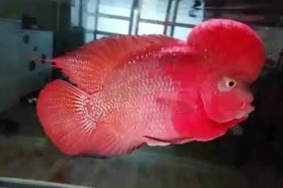 罗汉鱼对氧气要求大吗，需求量是比较高的