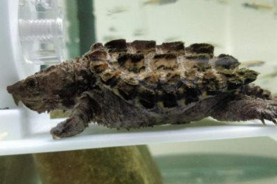 鳄龟是否需要晒背，适当晒背有助于吸收营养元素