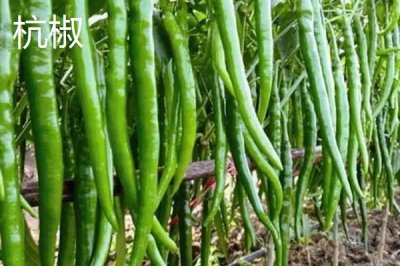 常见的辣椒品种,包括朝天椒、灯笼椒、七星椒、牛角椒等种类