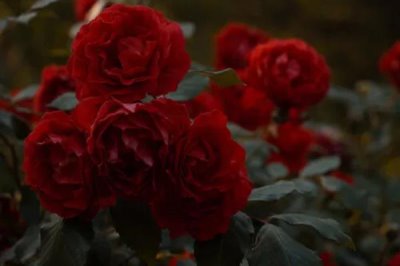 红红的花有什么寓意，花语是我爱你