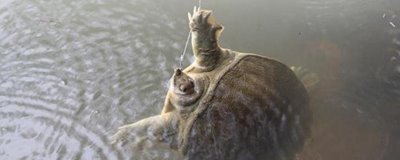 用什么钓甲鱼好,最合适的饵料都是肉类