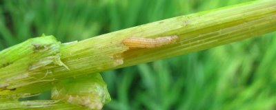 防治水稻钻心虫的时间和方法,扒开叶鞘发现幼虫时即可防治