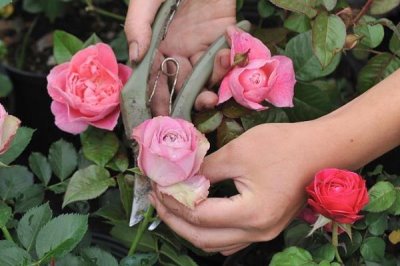 玫瑰的花期持续时间，开花时长为15-30天左右