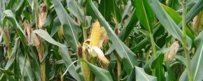 瑞玉808玉米种子特征特性，春播平均生育期118.7天