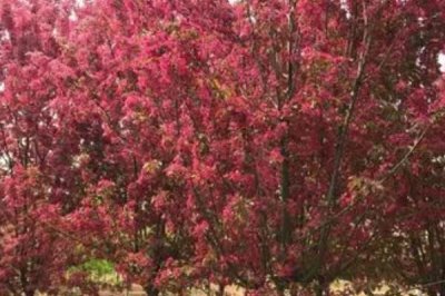 哪里可以购买海棠树,可在山东、江西等省份的苗木市场购买
