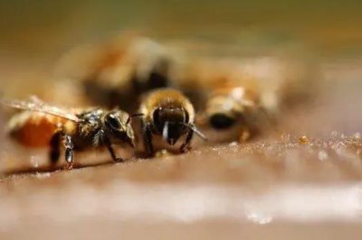 蜂王剪翅膀的好处，可预防分峰和防止飞逃等