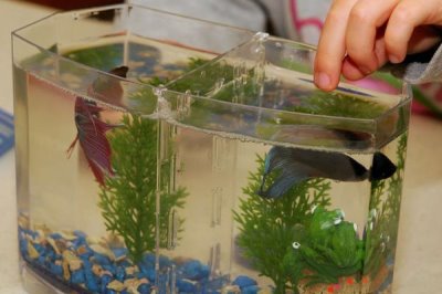 鱼缸的水会变绿的原因,可能是光照过多或过度施肥等