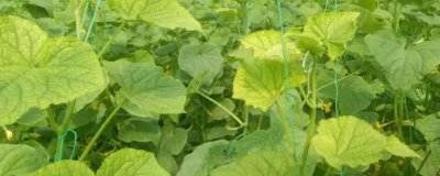 黄瓜叶子发黄的原因及防治方法，浇水过多或者施肥过度均会导致