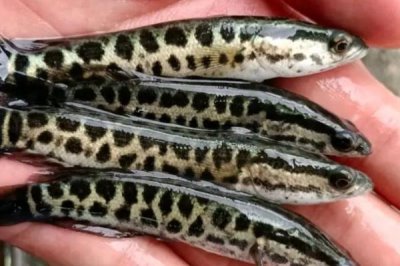 蛇鱼怎么养殖,每隔半个月换一次水