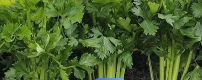 冬天大棚芹菜育苗时间,育苗可以在九月份上旬进行