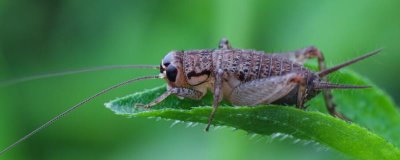 蟋蟀的品种介绍,常见的有中华蟋蟀、大棺头蟋蟀等