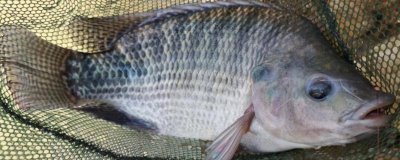 钓罗非鱼的常用饵料,常见的有罗非风暴、疯杀罗非等