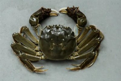 螃蟹的价格,不同品种的价格不同