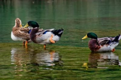 养殖绿头鸭的前景，现今市场需求大前景广阔