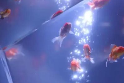 养金鱼的技巧,定期消毒可降低患病几率