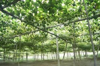 罗汉果的种植前景,加工品在市场上供不应求前景可观