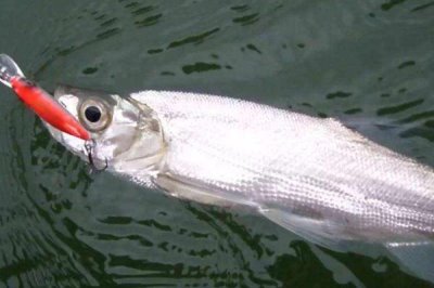 泥鳅打窝过多久可以吸引翘嘴，添加药酒可产生更大的引诱力