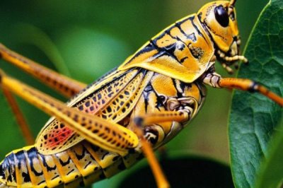 蝗虫的寿命，一般为2-3个月左右