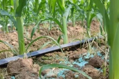 种玉米每亩施肥多少,每亩施入的有机肥不可低于4000公斤