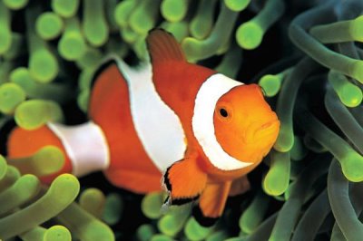 小丑鱼是什么鱼,是海葵鱼亚科鱼类的俗称