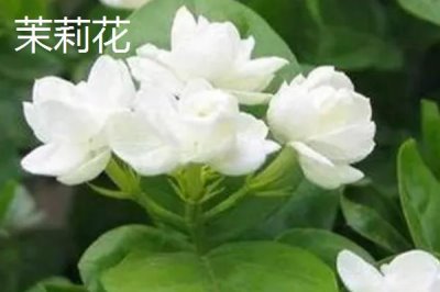 毛茉莉与茉莉花的区别，外形和花朵形状均不同