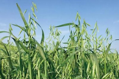 燕麦如何提高种子发芽率,适宜在我国北部种植