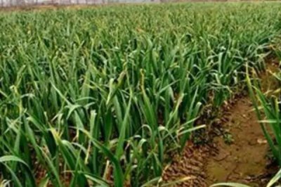 大蒜叶子有黄斑是什么病,可能是锈病或花叶病