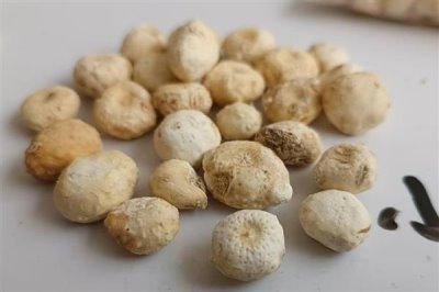 半夏的主要产地在哪里,我国各地均有分布