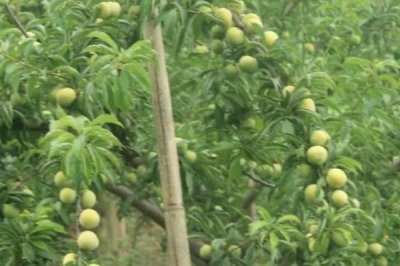 李子多久浇水一次,隔一个月左右浇一次水