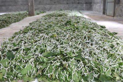 大规模养蚕要注意什么，及时处理食物残渣可避免病菌滋生