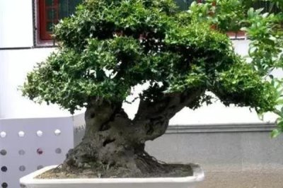 冬青树的价格，会受到规格、品种、市场等条件的影响