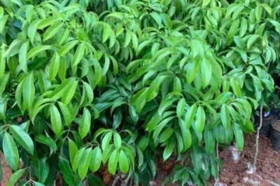 白蜡荔枝苗的价格,约20-30元/株左右