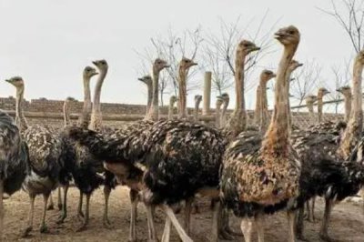 鸵鸟的应用范围,鸵鸟的肉、皮都有经济价值