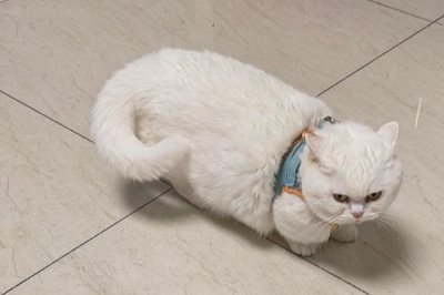 提倡在室内养猫的原因,可以避免交通事故和感染传染病等