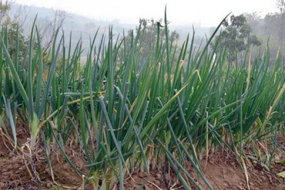 大葱烂根如何预防，常见的是水分过多导致