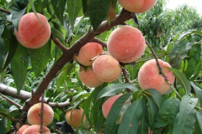 水蜜桃的种植技术,基肥提倡冬肥秋施