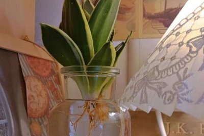 水培虎皮兰如何快速生根,刚上盆养护的小苗需要经常换水