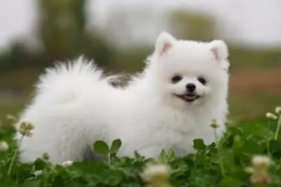 狗狗尿毒症的早期症状，情绪极度低落、意识不清等