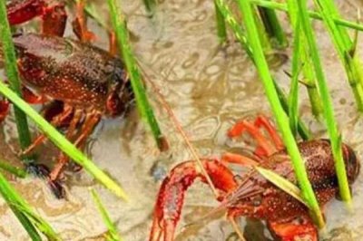 怎么养殖小龙虾,清塘消毒、培育浮游生物后再放入虾苗