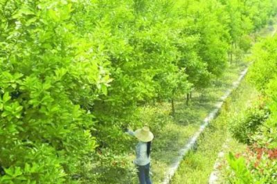 香橼果苗的价格,产地不同价格不同