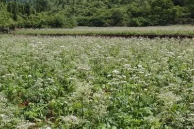 缬草如何种植，采用播种进行繁殖