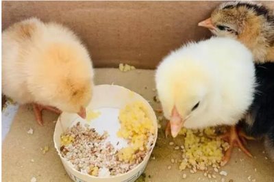 雏鸡采食量低的原因及解决办法,可能是育雏温度不佳或水质的原因