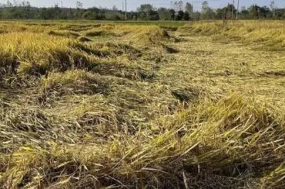 怎么收割倒伏的水稻,需排干水分、扶正稻株才能收割