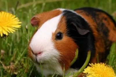 豚鼠吃什么,可喂食杂草和蔬菜