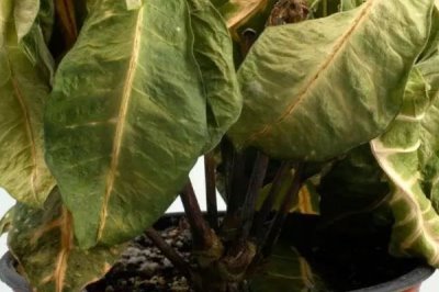 怎么解决除草剂药害,可将芸苔素、鲜牛奶和葡萄糖兑水喷雾